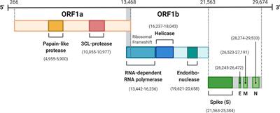 SARS-CoV-2 and the Missing Link of Intermediate Hosts  - Frontiers